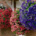 Hands-on Review: Eco-friendly Hanging Basket